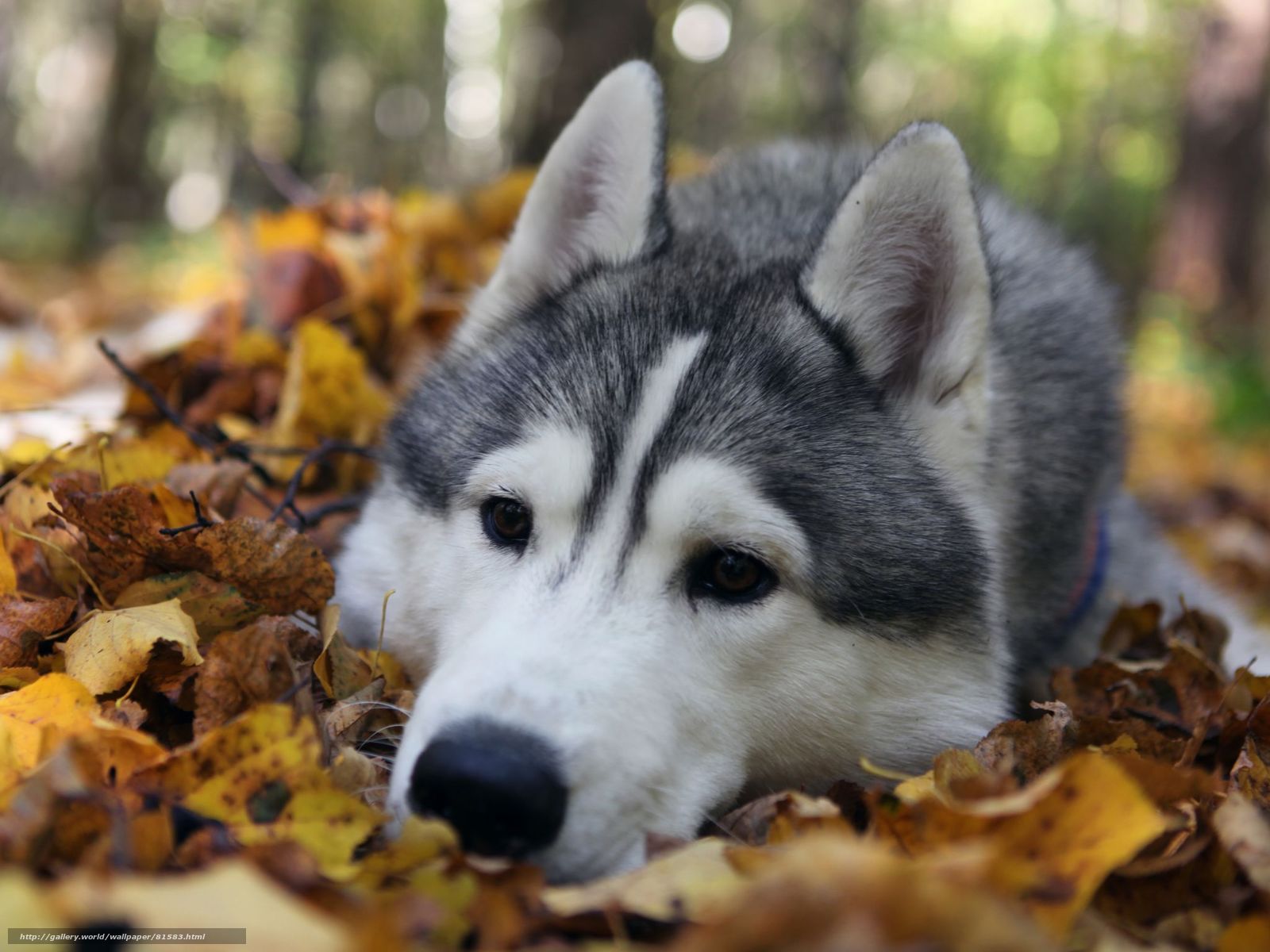 Résultat d’images pour image automne avec des chien